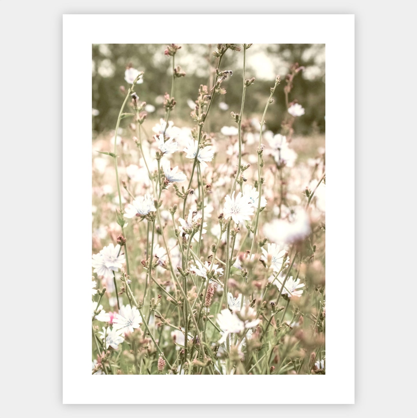 Boho poster with a photo of a blooming meadow