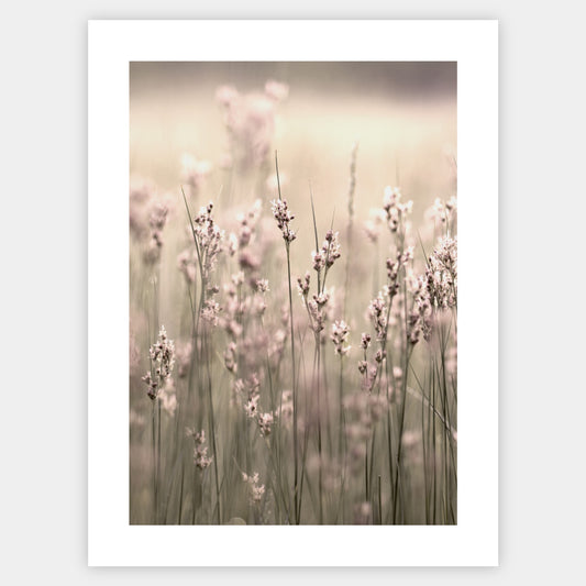 Boho plakát s fotografií kvetoucí trávy