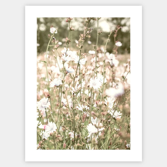Boho poster with a photo of a blooming meadow